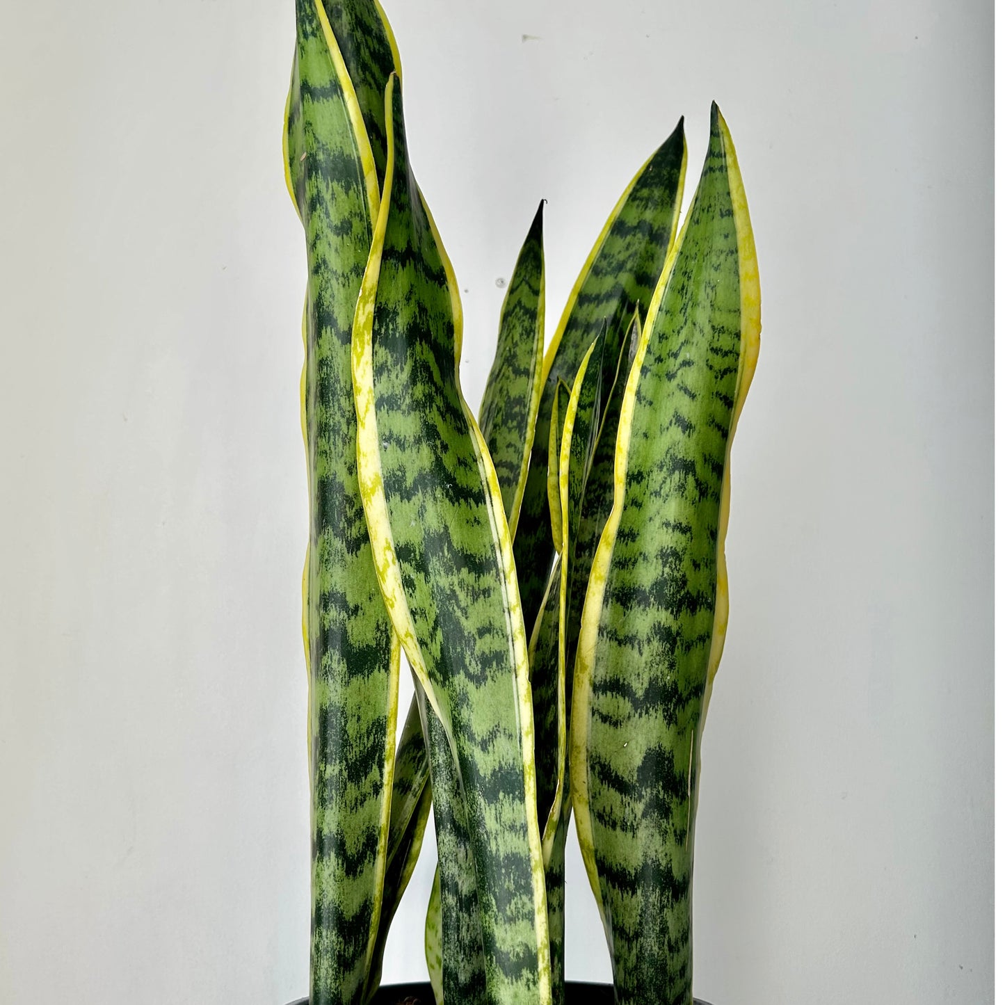 Sansevieria Laurentii approximately 2.5 feet tall in 8”pot