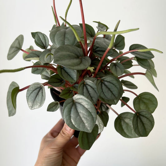 Peperomia "Napoli Nights" 4”pot