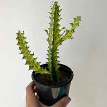Load image into Gallery viewer, Euphorbia Trigona Variegata 4” pot
