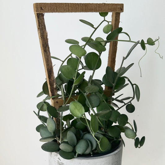 Silver Dollar Vine (Xerosicyos Danguyi ) on trellis 6” pot
