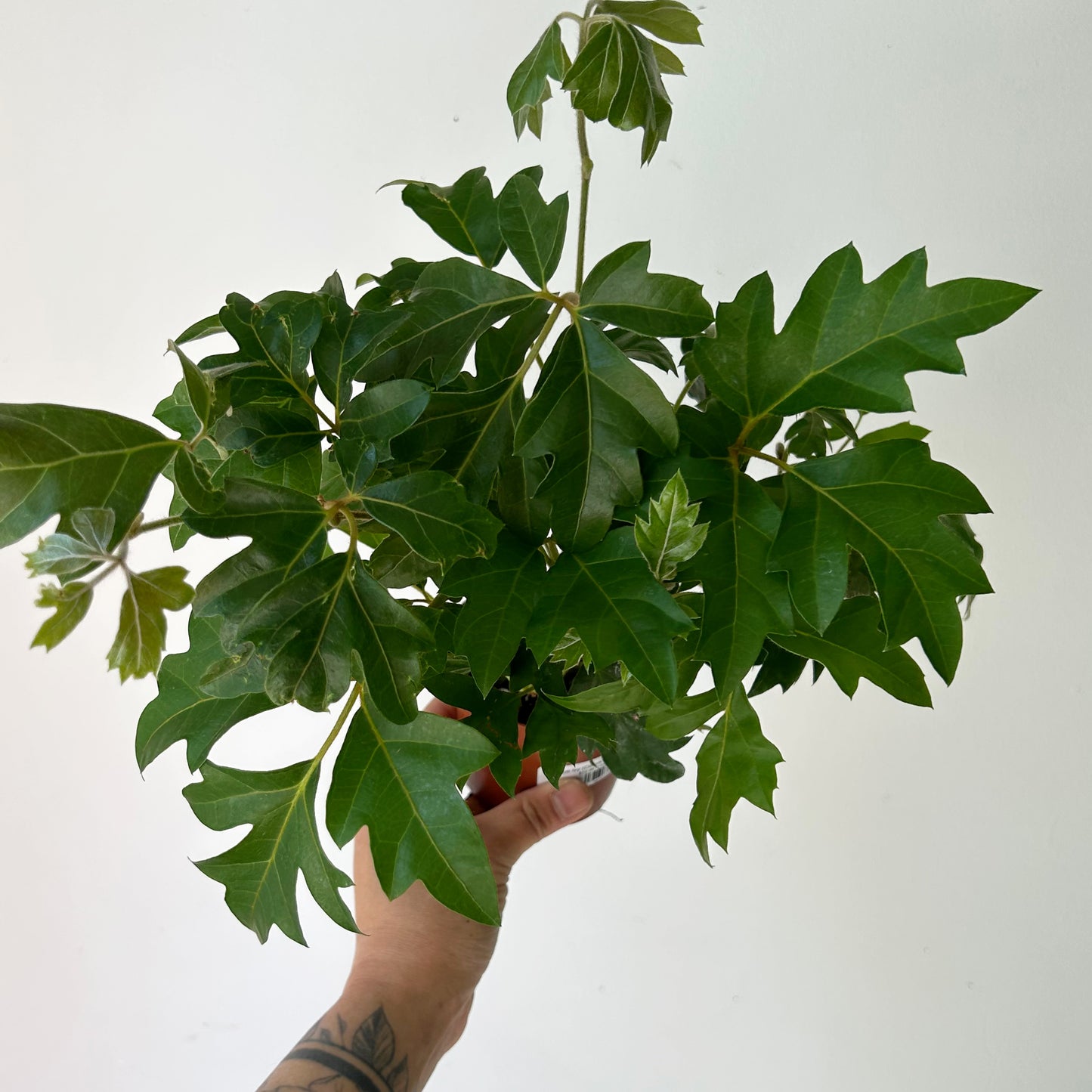 Grape Ivy (Cissus Rhombifolia) 4”pot