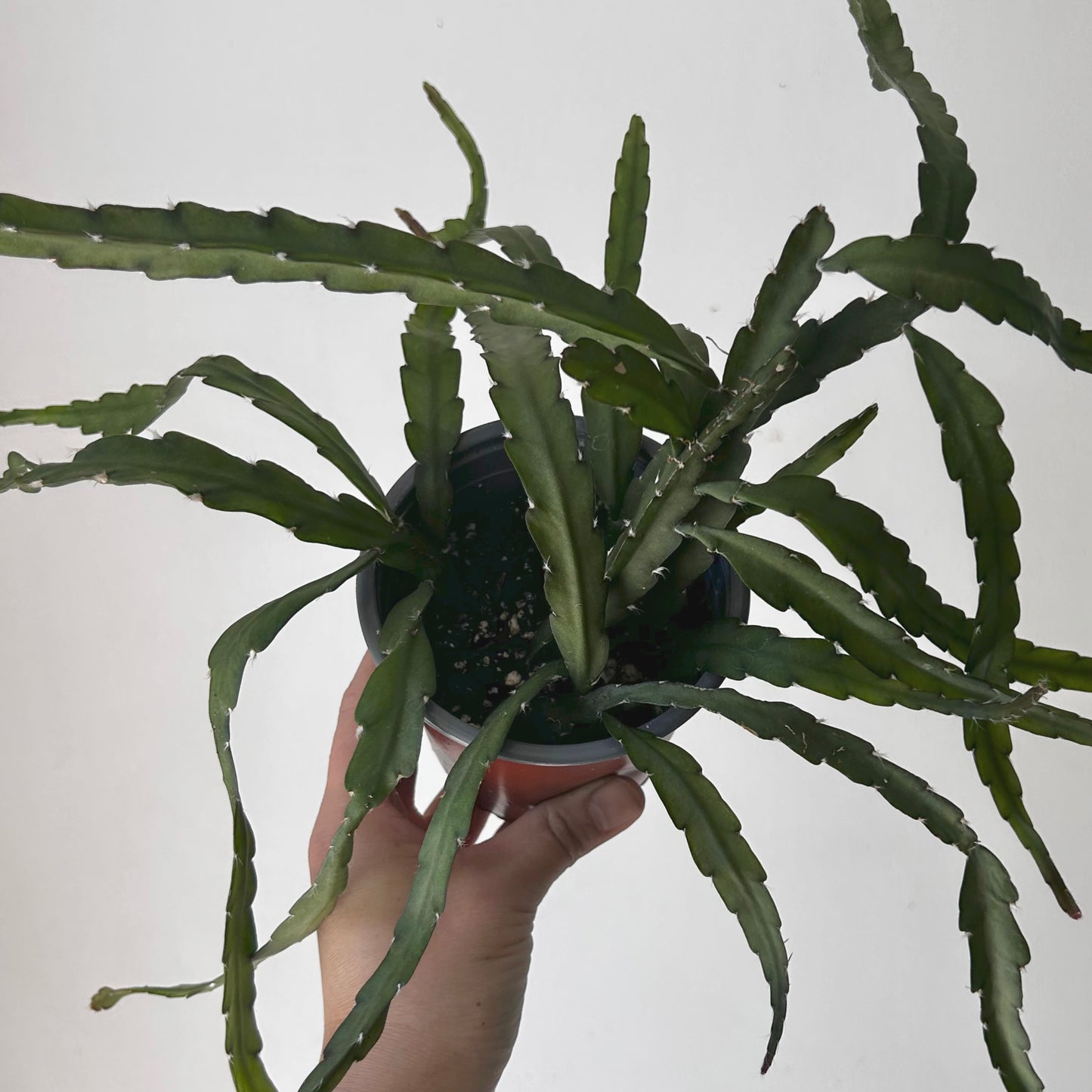 Hurricane Cactus (Lepismium cruciforme) 4” pot