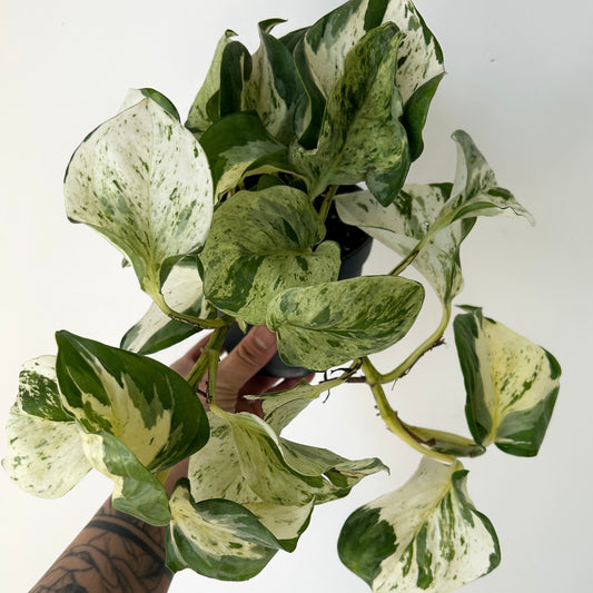 Manjula Pothos 5” pot