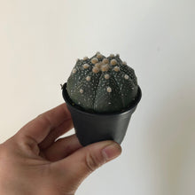 Load image into Gallery viewer, Astrophytum asterias cv. ekubo 2.5” pot
