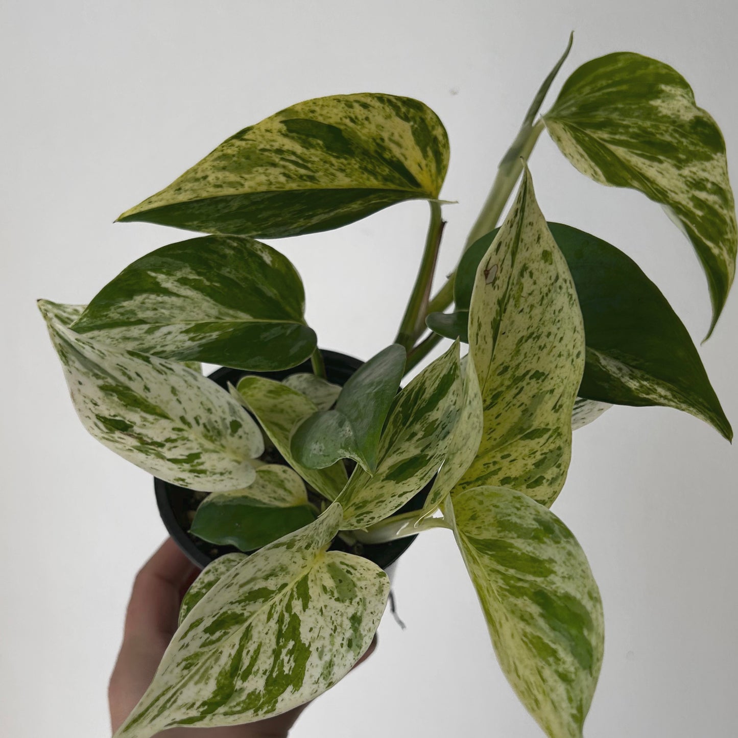 Marble Queen Pothos 3.5” pot