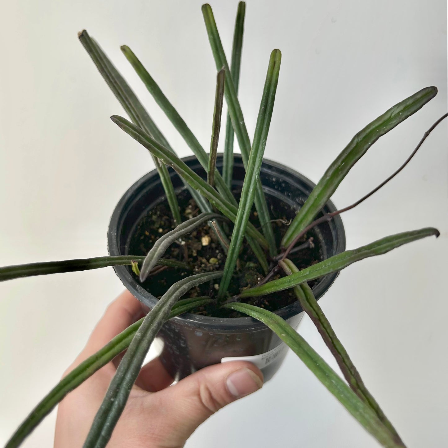 Hoya insularis 4” pot
