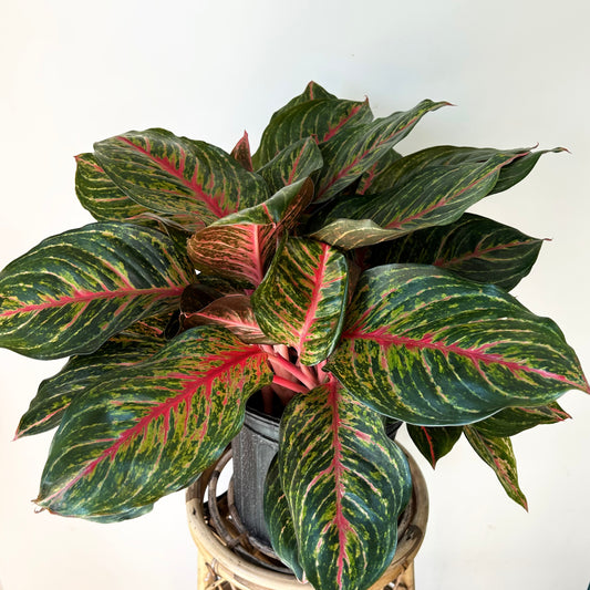 Aglaonema “Garnet Coltrane” approximately 8"  pot
