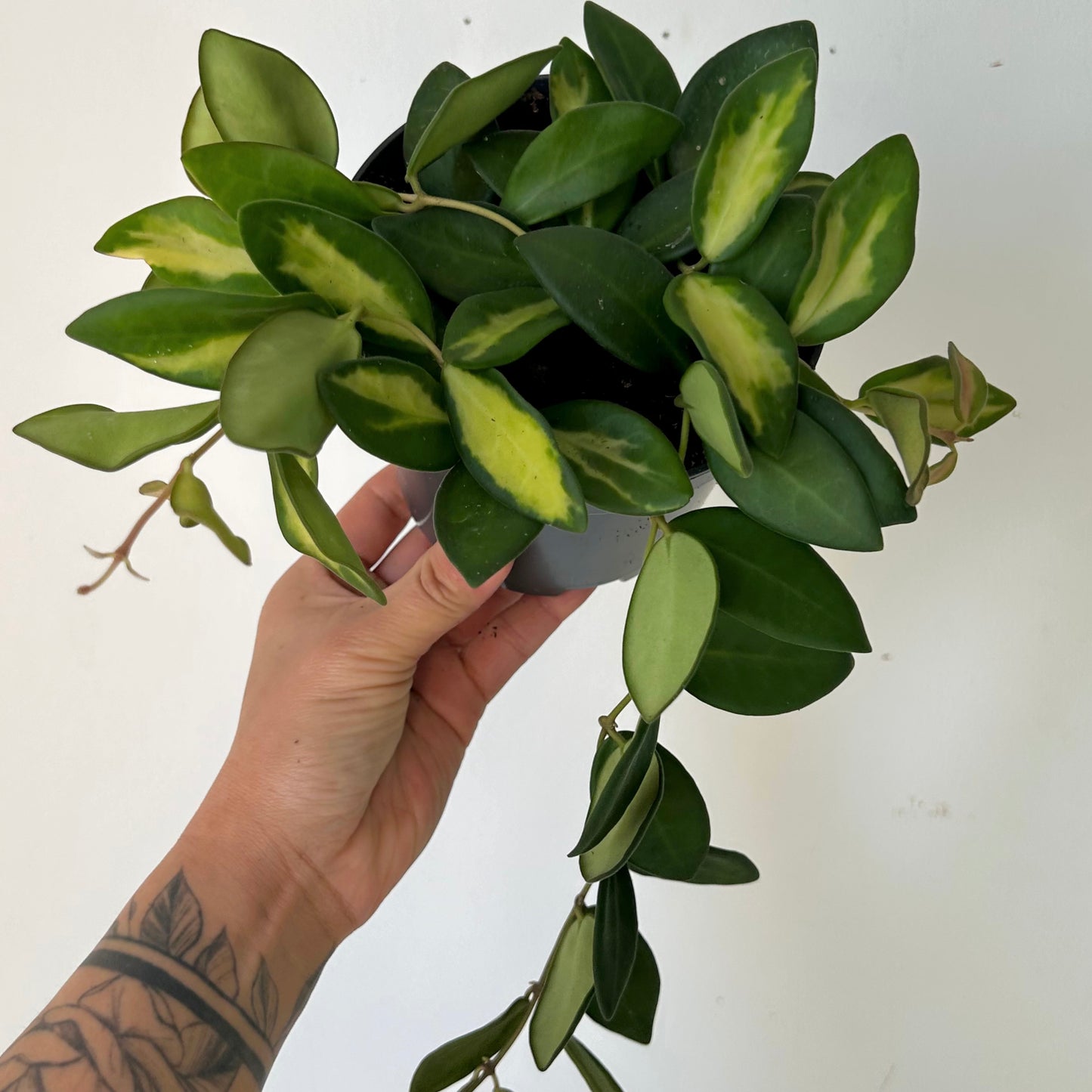 Hoya sp. aff. burtoniae variegated 4” pot