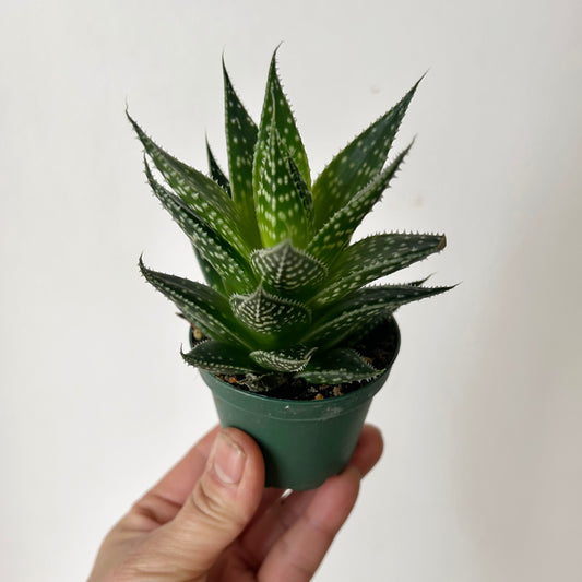 Gasteraloe “Aristata" 2.5”pot
