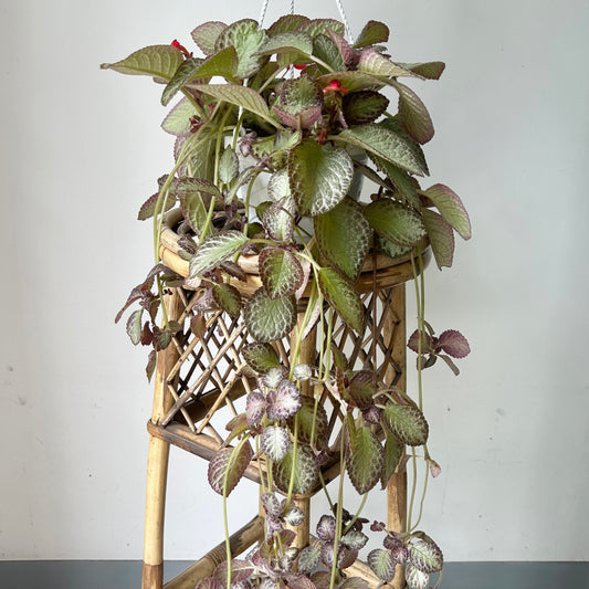 Episcia 6” hanging basket
