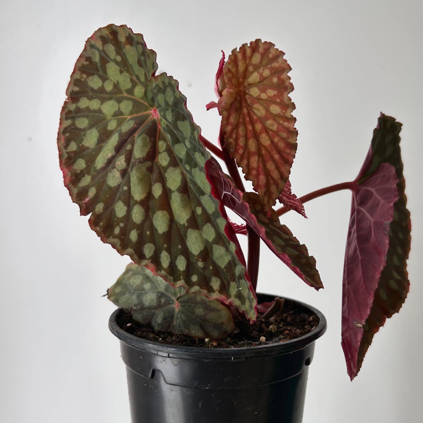 Begonia chlorosticta 4” pot