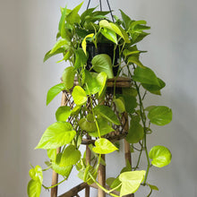 Load image into Gallery viewer, Neon Pothos 8” hanging basket
