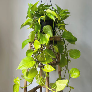 Neon Pothos 8” hanging basket