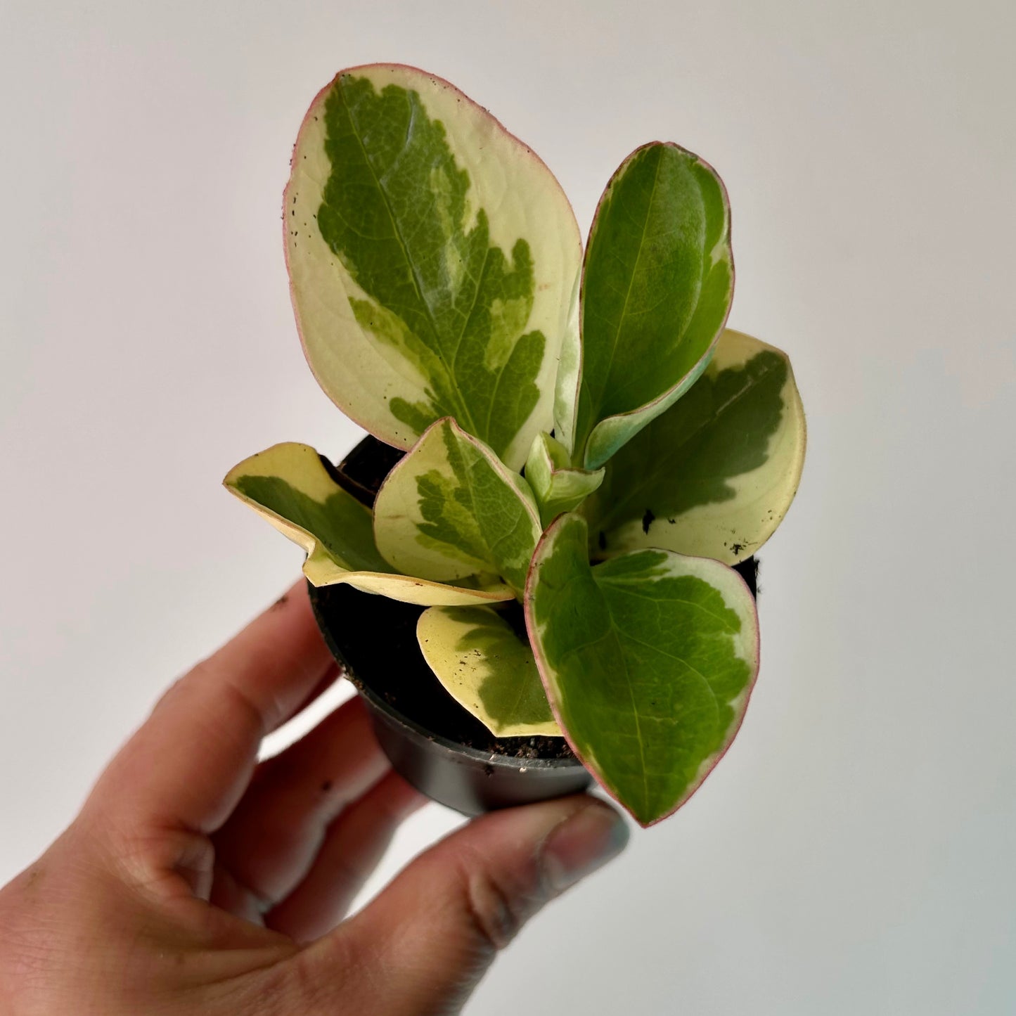 Variegated Peperomia obtusifolia  2.5" pot