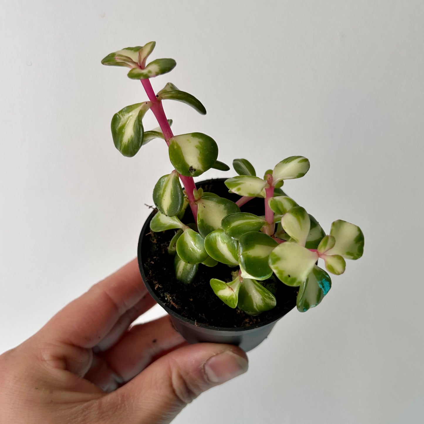Variegated Elephant Bush Succulent  (Portulacaria Mediopicta) 2.5”pot
