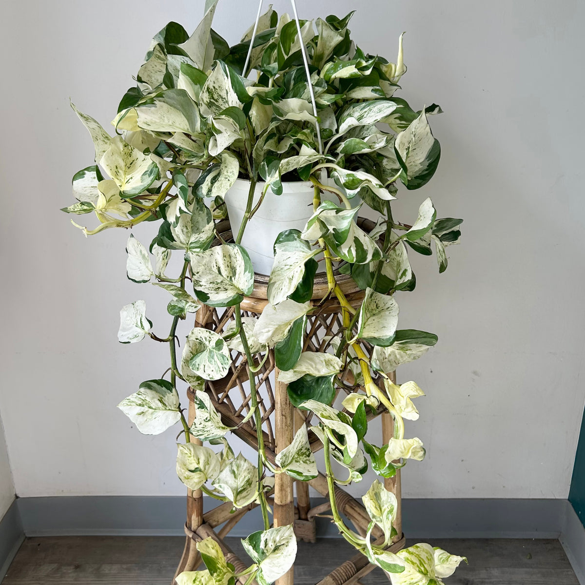 Manjula Pothos 8” hanging basket