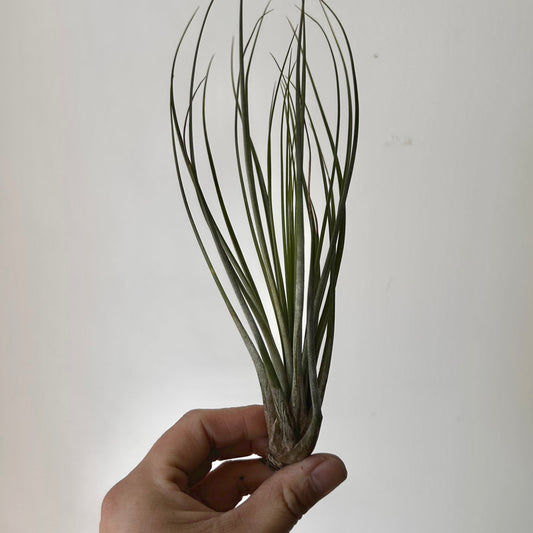 Tillandsia juncea