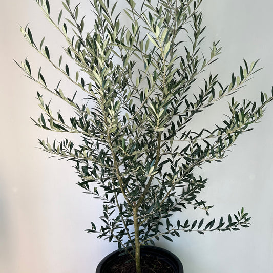 Olive Bush approximately 3.5ft tall in 10”pot