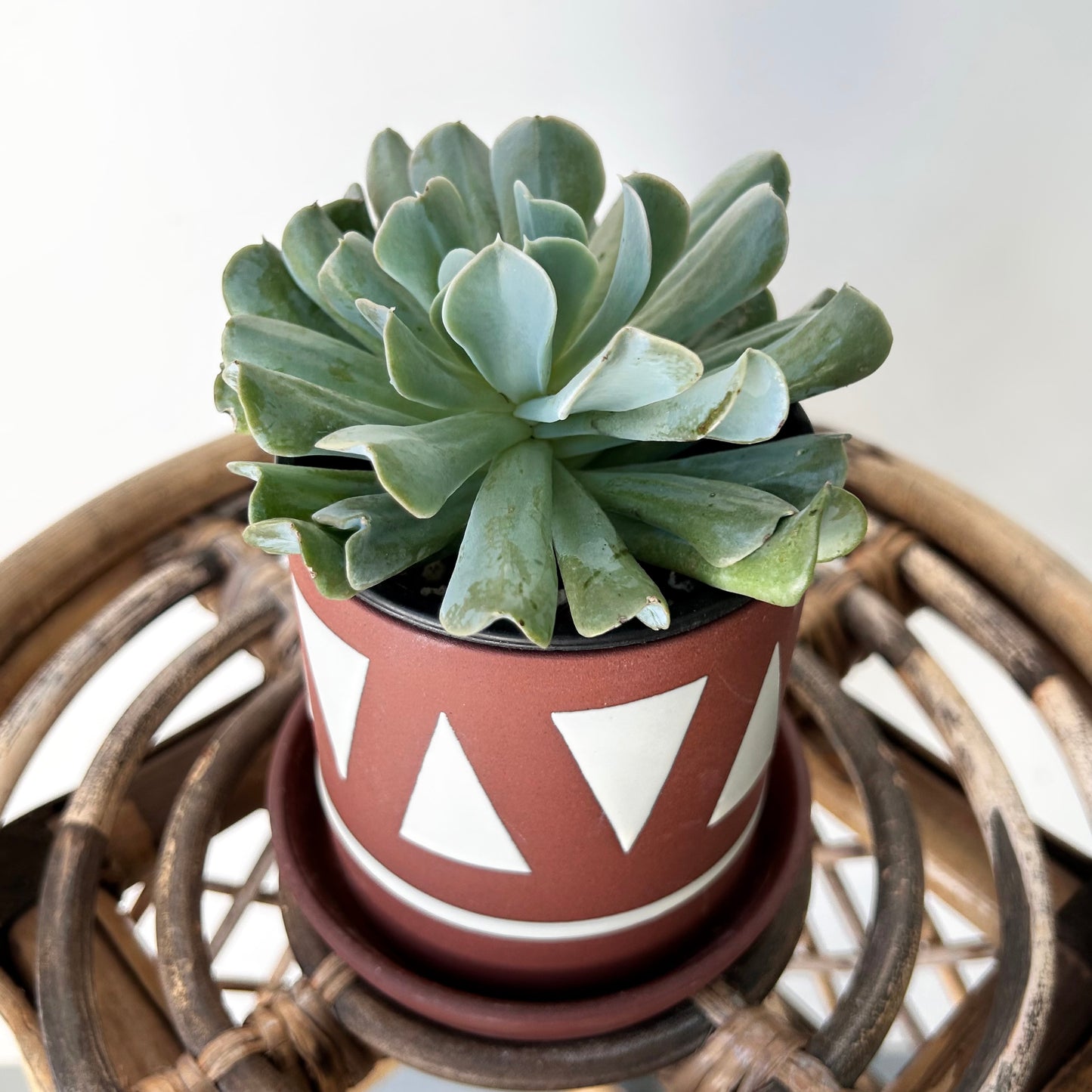 TAJIN Decorative Planter with saucer  (3.25”x3.75”)