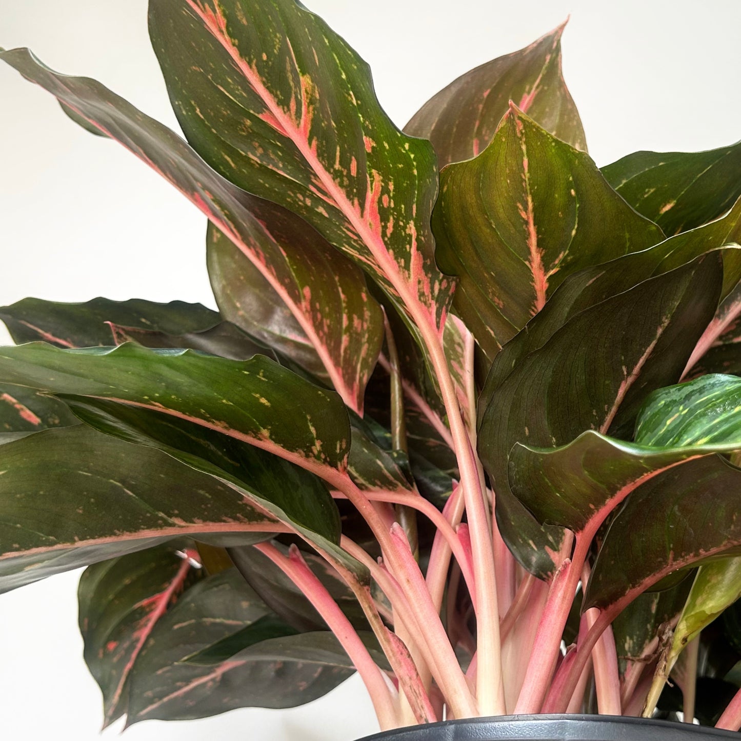 Aglaonema ‘Garnet Coltrane’ approximately 20 inches tall in 10” pot