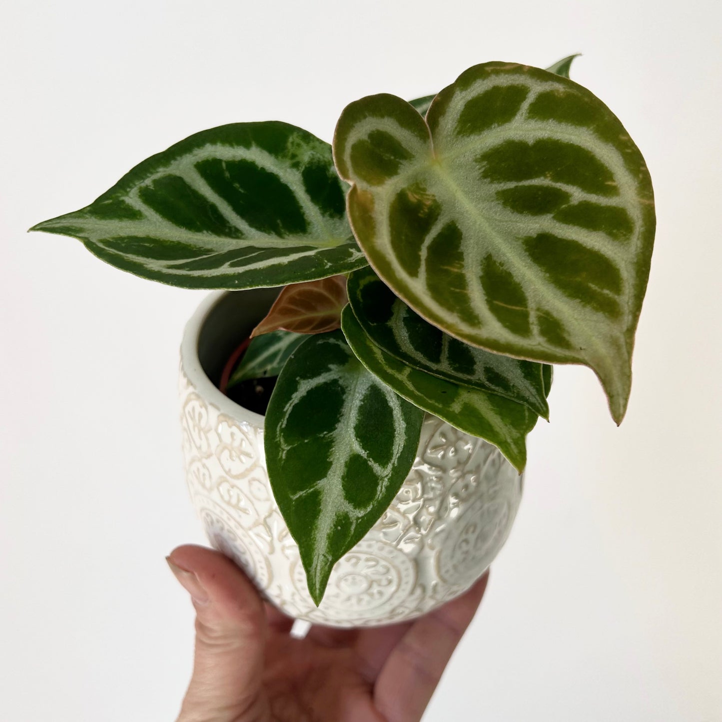 Anthurium dorayaki X 3” pot