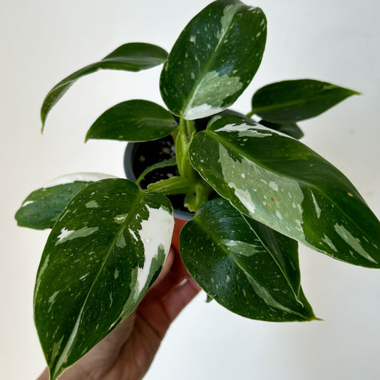 Philodendron "White Wizard" 4”pot