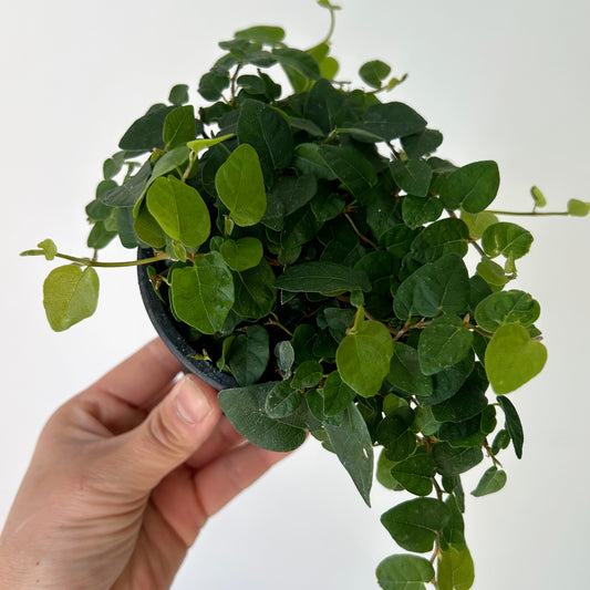 Creeping Fig (Ficus pumila) 3.5” pot