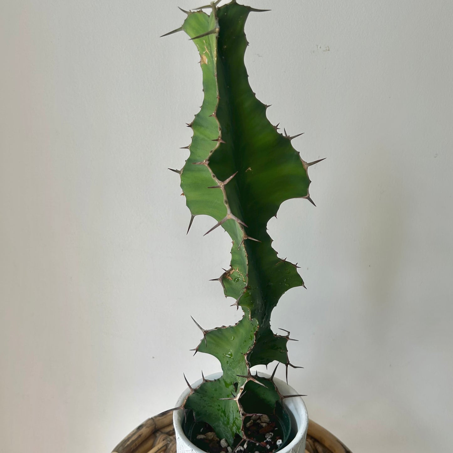 Euphorbia grandicornis approximately 2ft tall in 6”pot