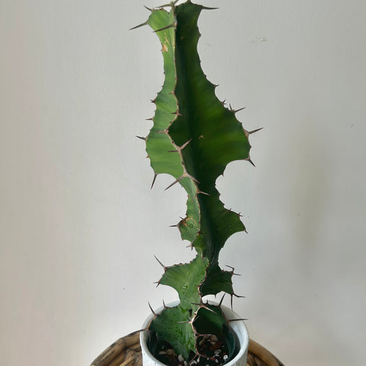 Euphorbia grandicornis approximately 22 inches tall in 6”pot