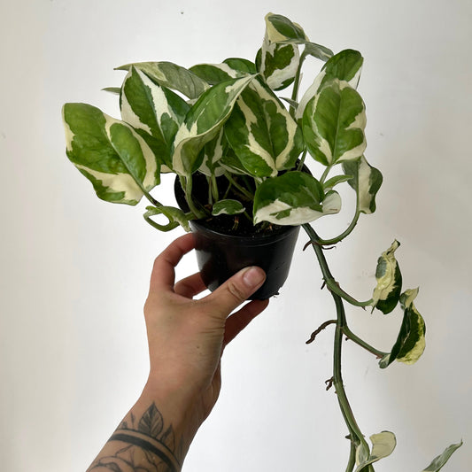 Pothos NJoy 4”pot