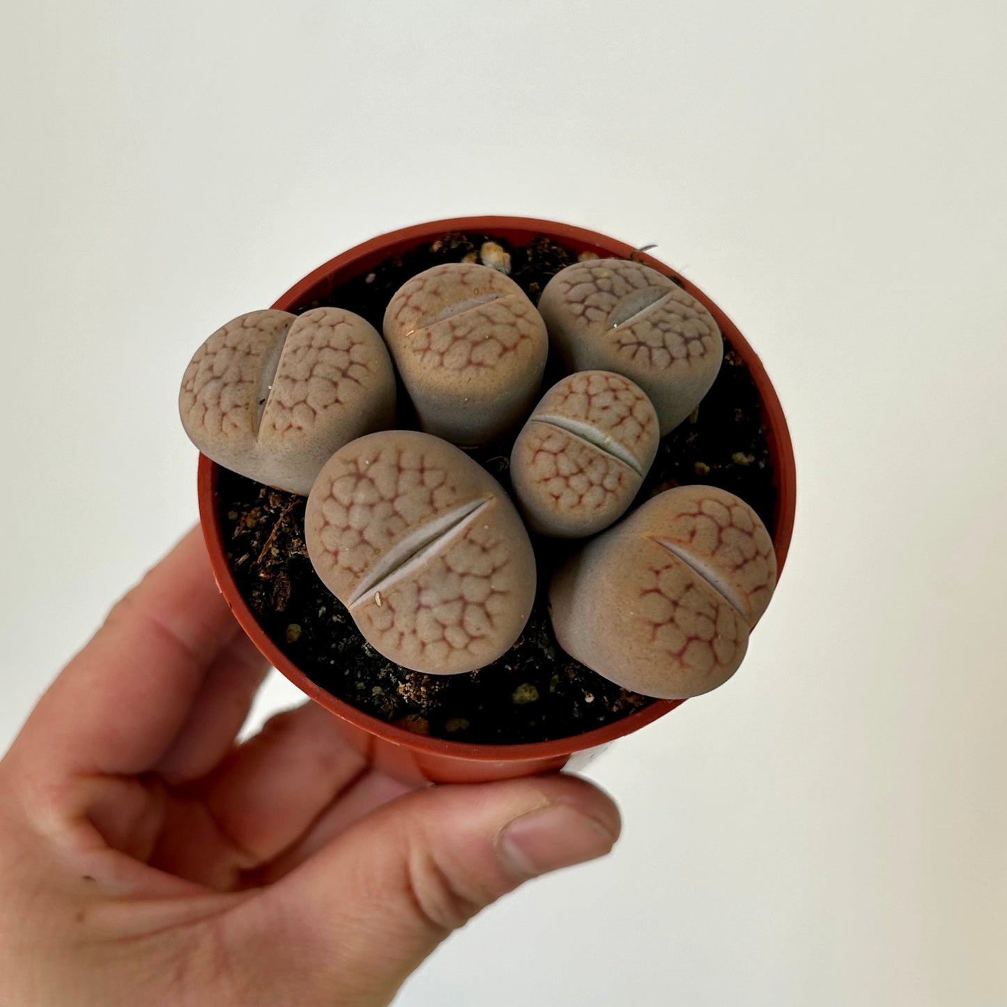 Living Stones Succulent (Lithops) 3" pot