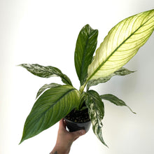 Load image into Gallery viewer, Spathiphyllum Variegated &quot;Jessica&quot; 5&quot; pot

