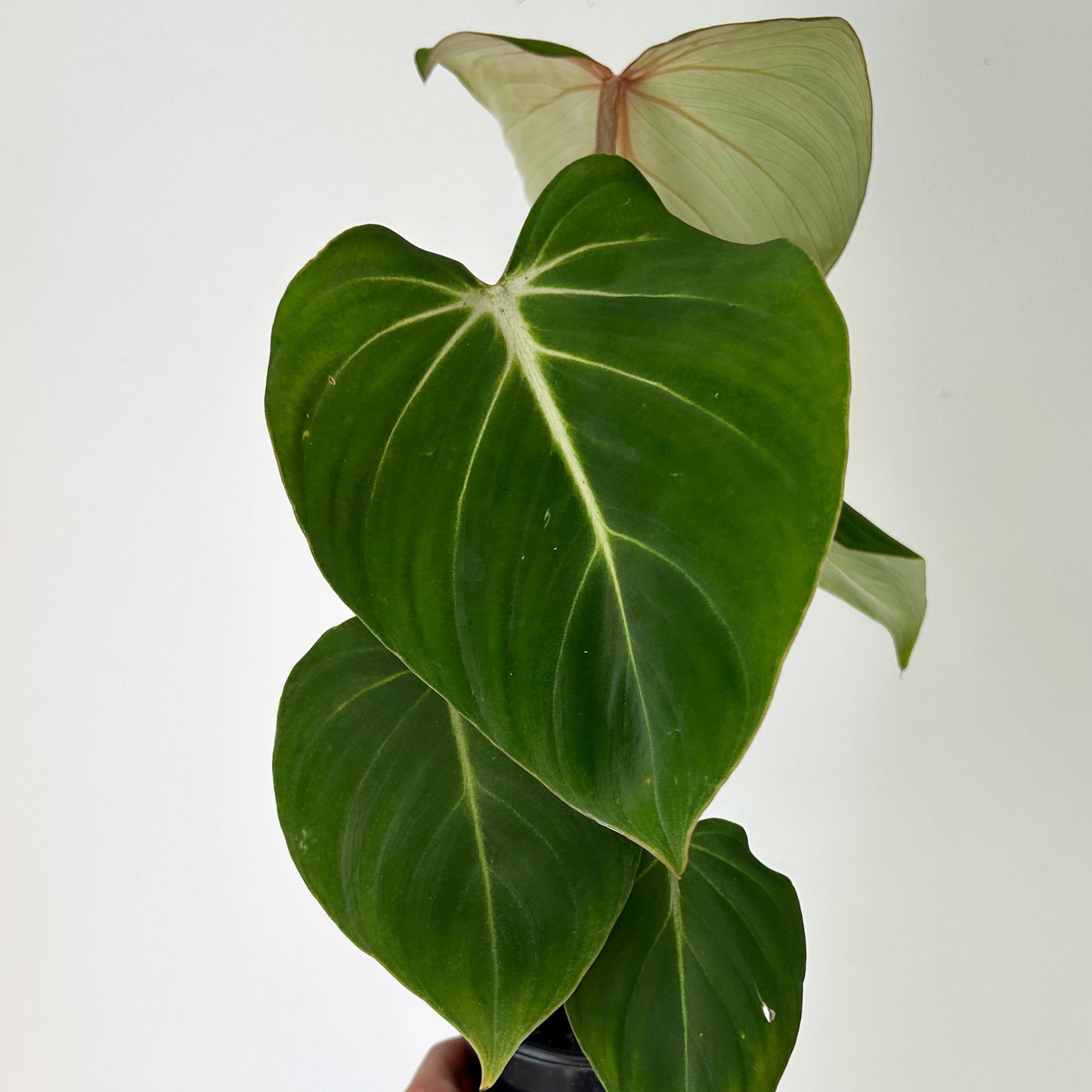 Philodendron Gloriosum 6”pot