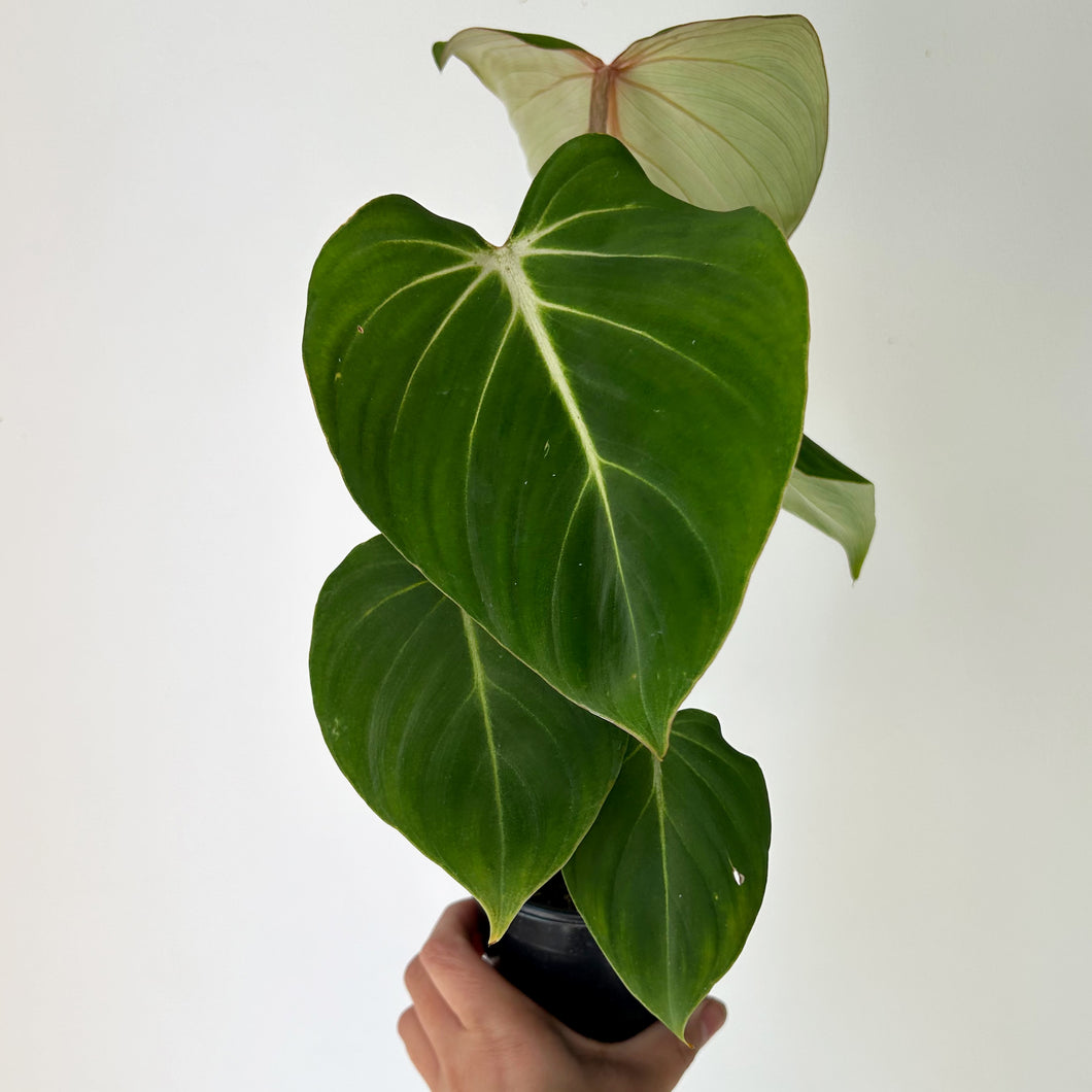 Philodendron Gloriosum