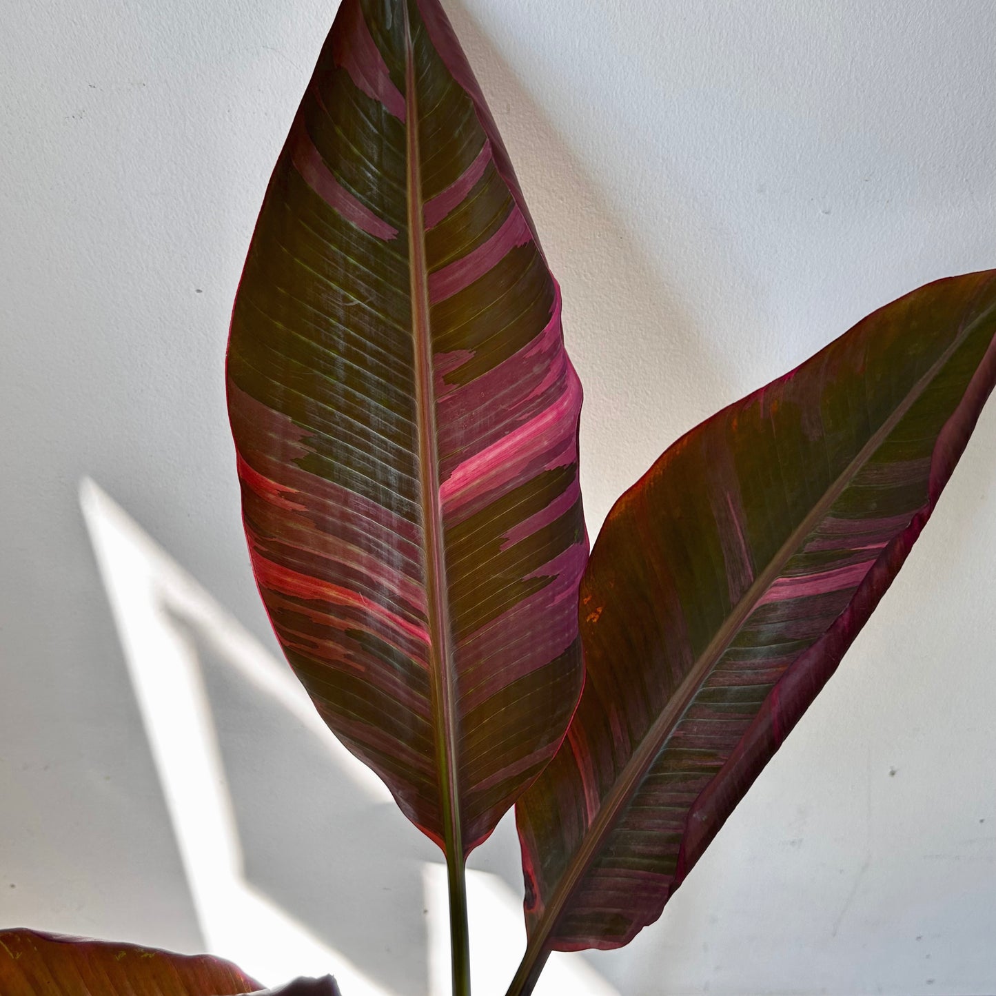 Pink Variegated Banana Plant (Musa ‘Nono’) approximately 3ft tall in 6” pot
