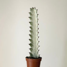 Load image into Gallery viewer, Euphorbia &#39;White Ghost&#39; 2.5”pot
