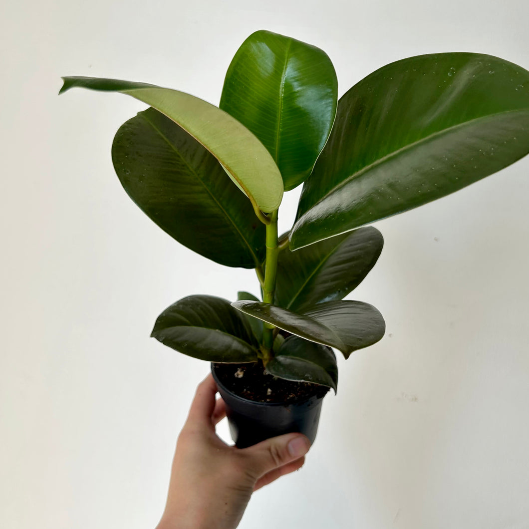 Ficus “Sophia” 3.5”pot