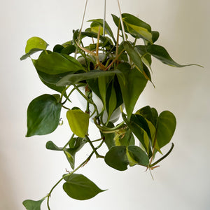 Philodendron Heartleaf “Brazil” 4.5” hanging basket