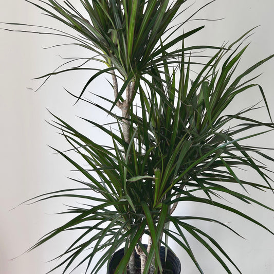 Dragon Tree (Dracaena Marginata) approximately 4 ft tall in 8”pot