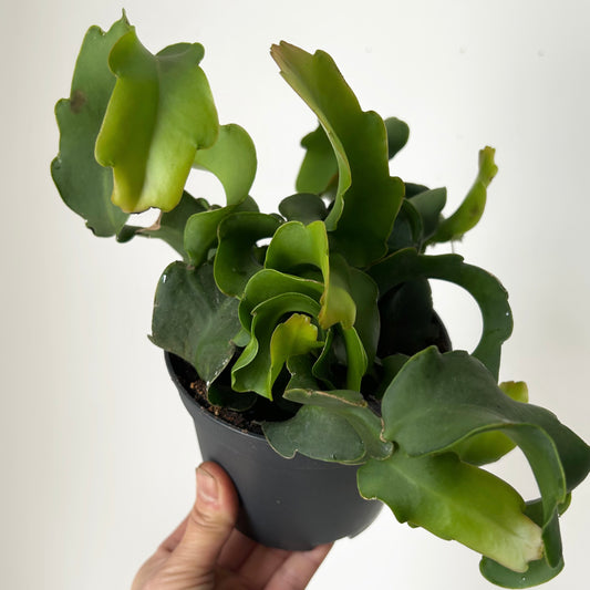 Curly Sue Orchid Cactus (Epiphyllum guatemalense) 5”pot