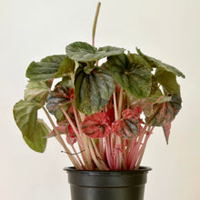 Load image into Gallery viewer, Peperomia Caperata &quot;Pink Lady&quot; 3.5&quot; pot
