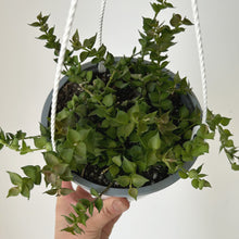 Load image into Gallery viewer, Dischidia Ruscifolia “Million Hearts” 6” Hanging pot
