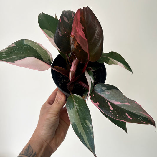 Philodendron “Pink Princess” 3.5”pot