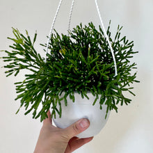 Load image into Gallery viewer, Bottle Cactus (Hatiora salicornioides ) 6” hanging basket

