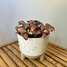 Load image into Gallery viewer, Nerve Plant “Pink Forest Flame”(Fittonia) 3.5”pot
