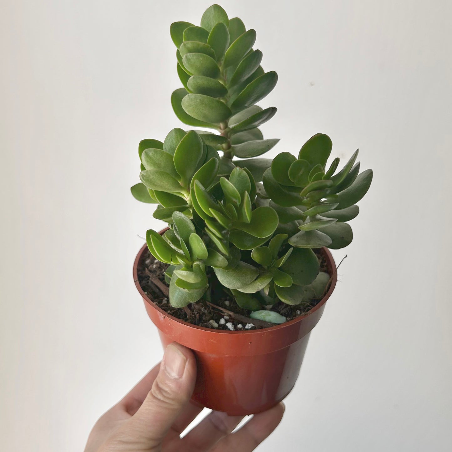 Portulaca molokiniensis 4”pot