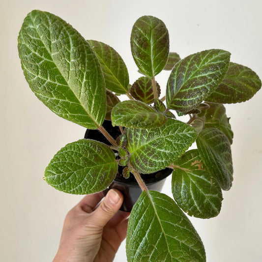 Episcia Green 4”pot