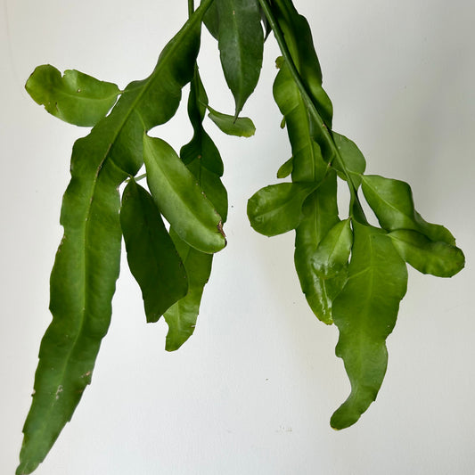 Queen-of-the-Night Jungle Cactus(Epiphyllum Oxypetalum) 4”pot