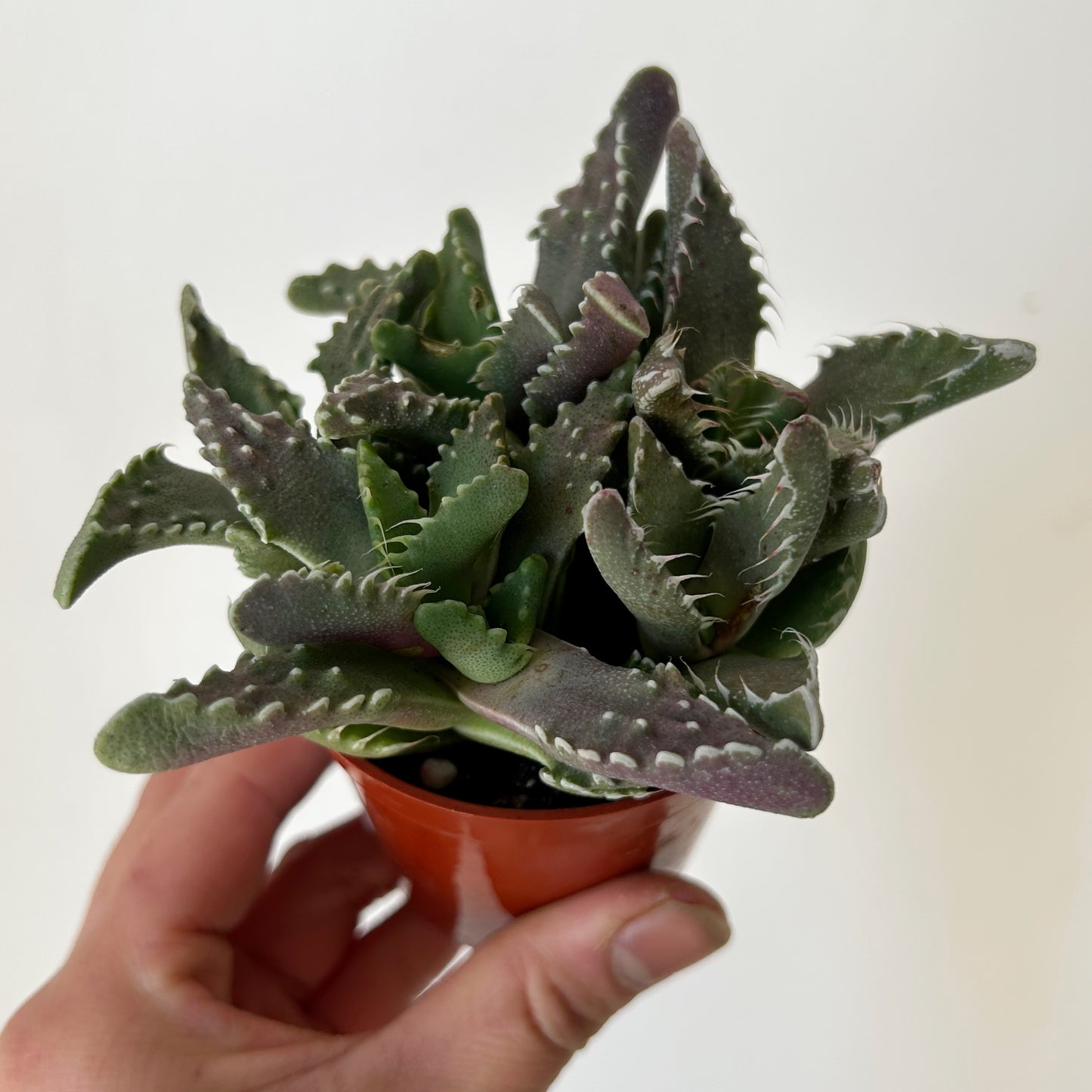 Tiger Jaw Succulent (Faucaria tigrina)2.75"pot