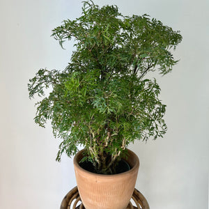 Ming Aralia Stump (Polyscias fruticosa) approximately 2 feet tall in 6” pot